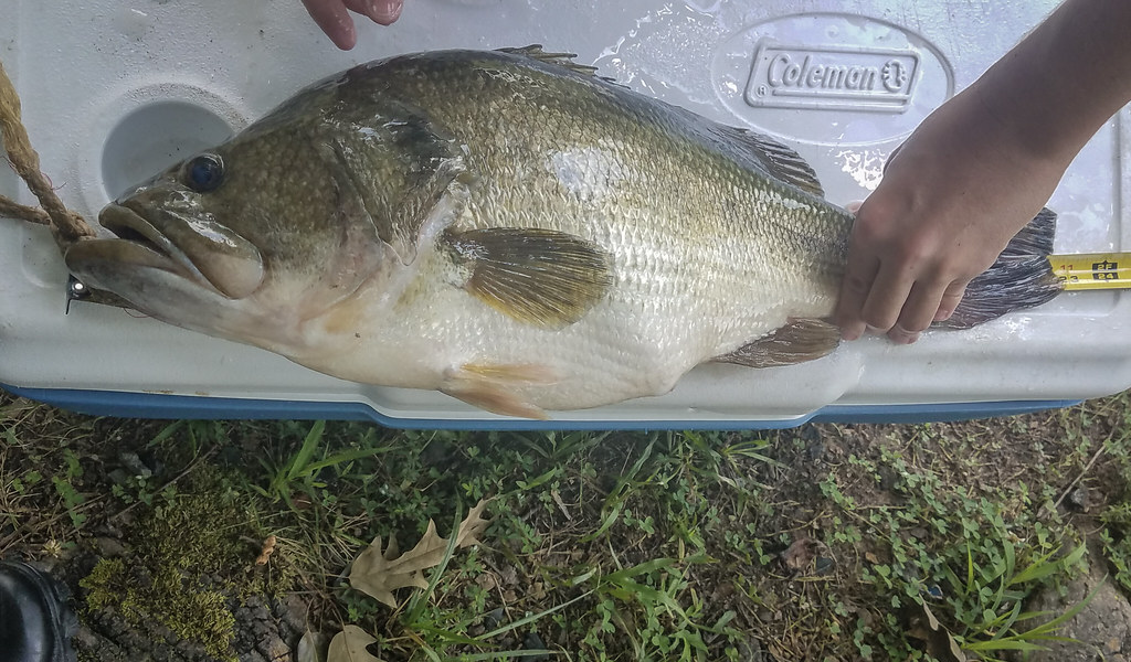 big bass fish