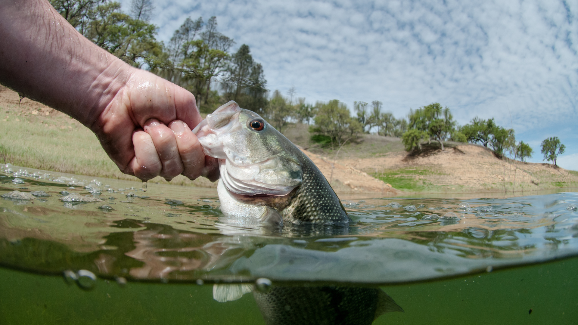 touching fish's mouth