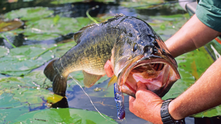 When is the Best Time to Go Bass Fishing in Florida