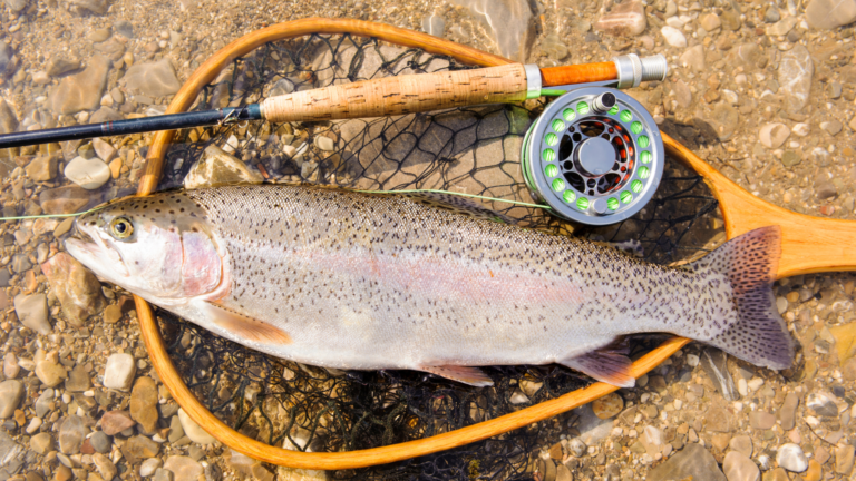 How To Bow And Arrow Cast Fly Fishing Trees Behind You