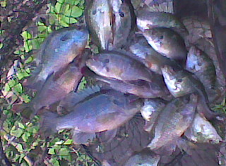 Panfish