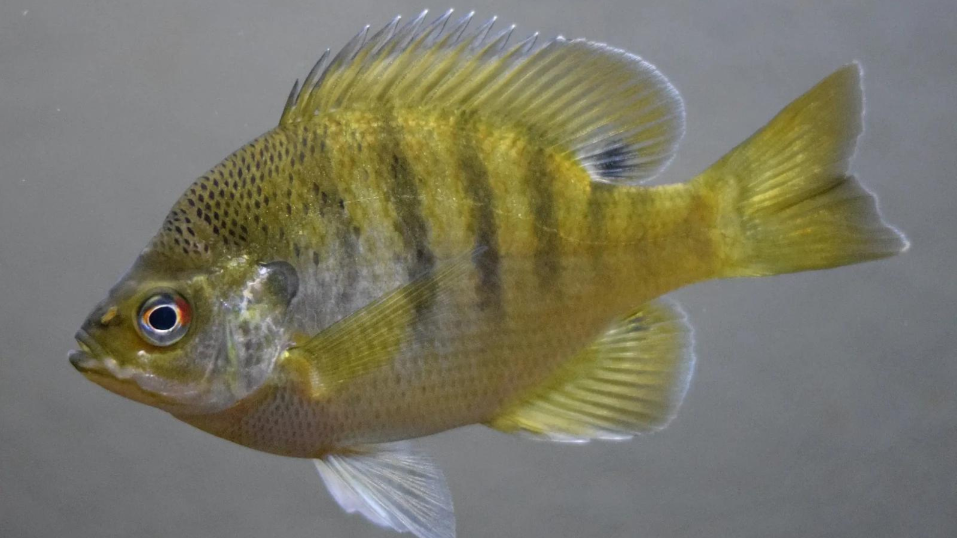 Panfish