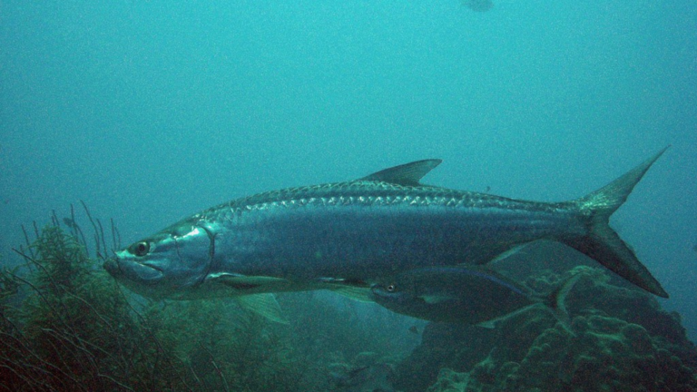 Tarpon fish