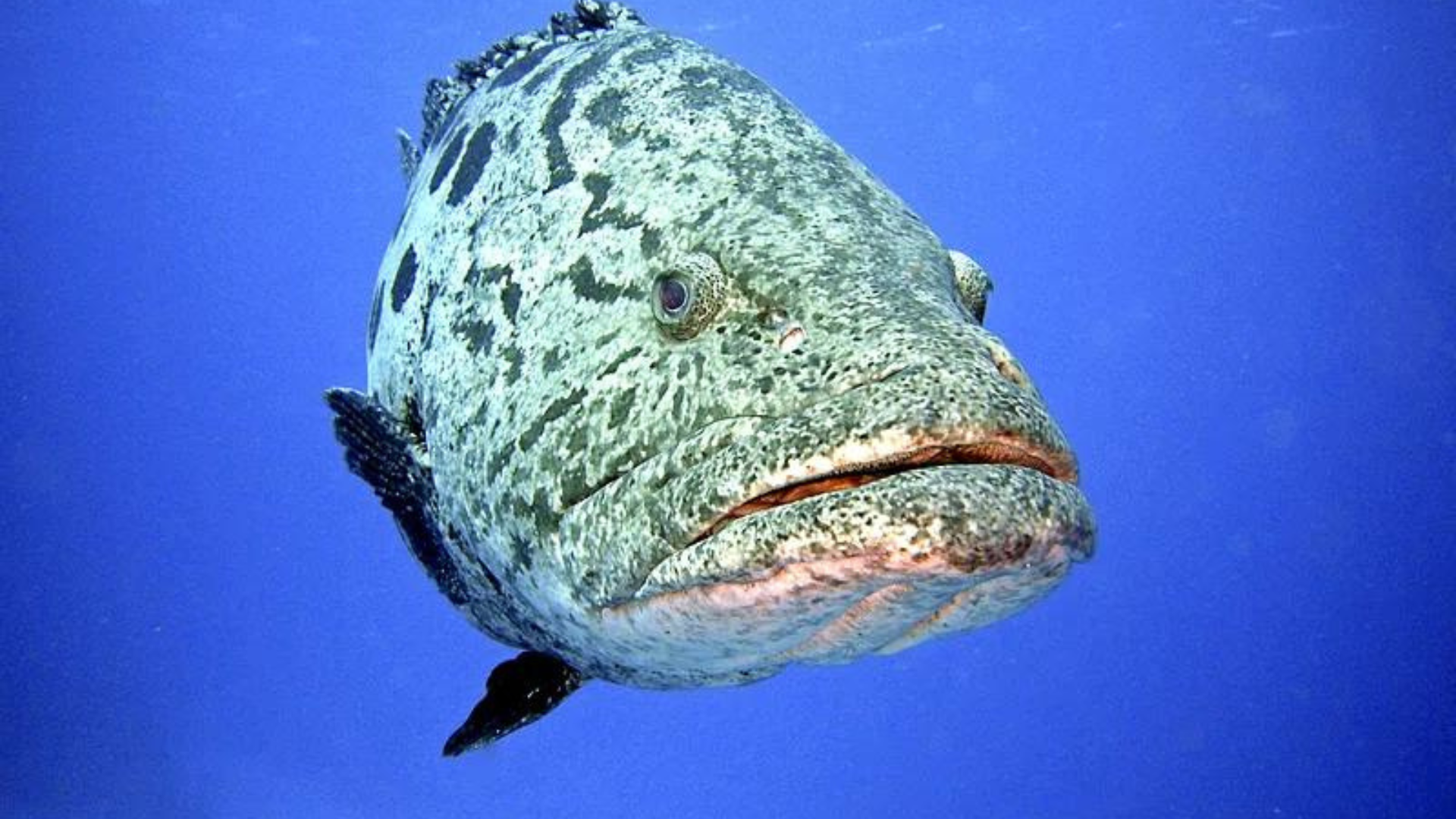 grouper fish