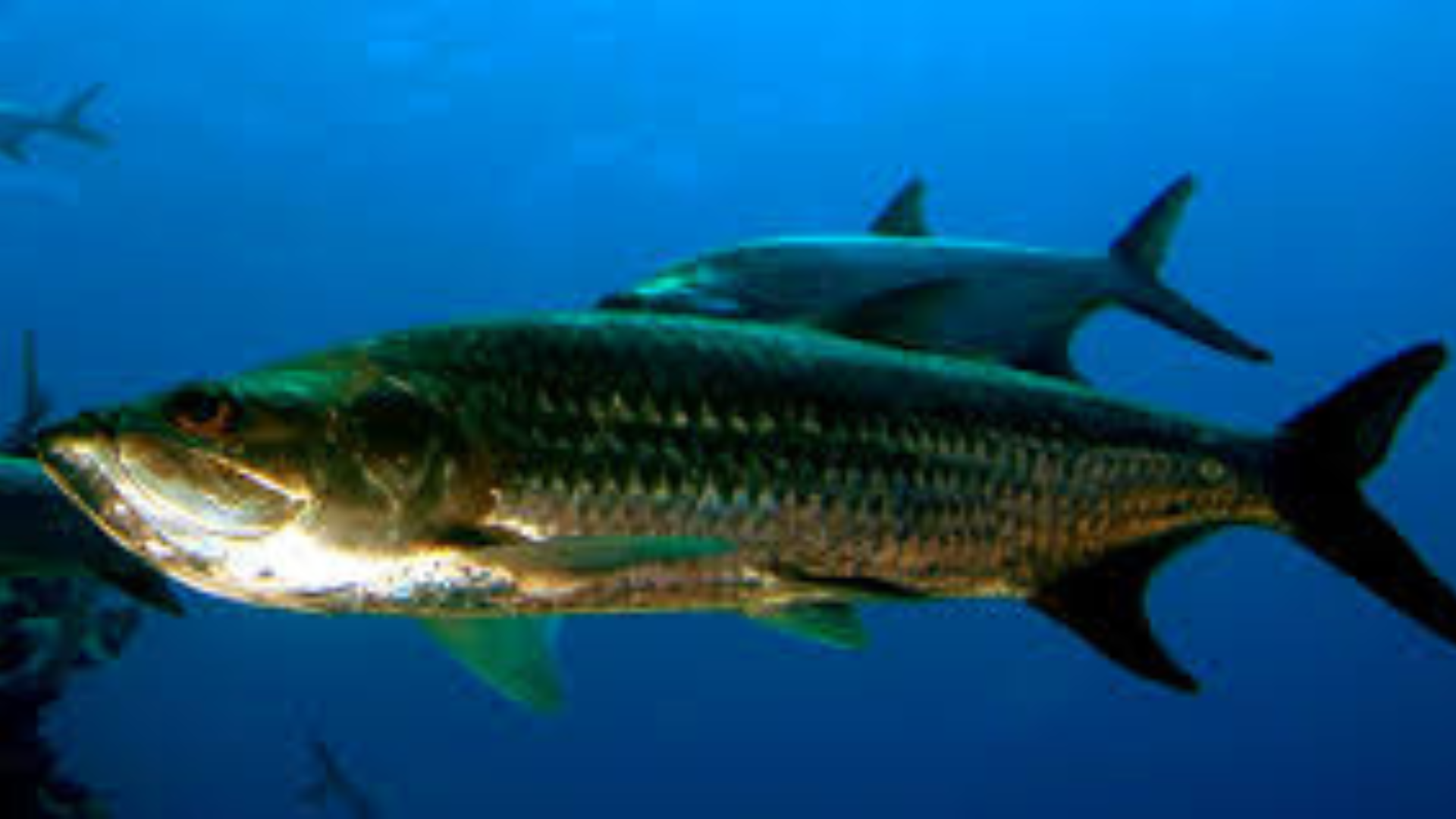 Tarpon fish