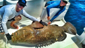 Goliath grouper