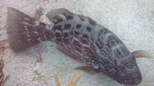 Black grouper 